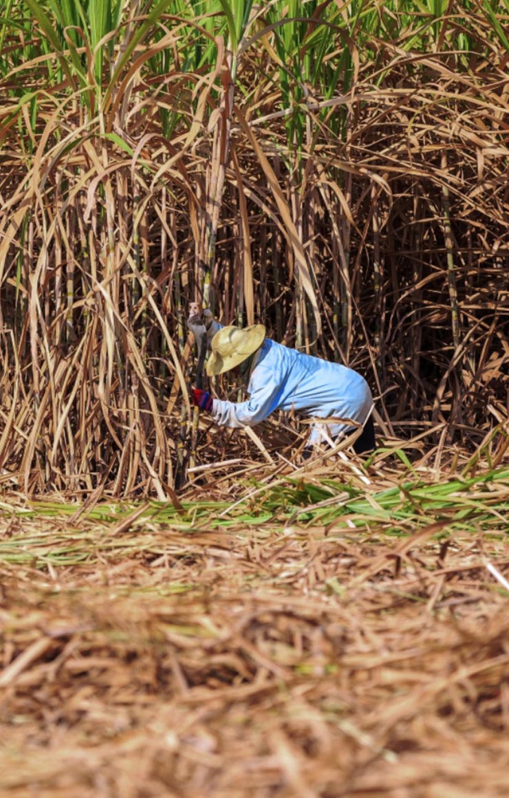 Life in the Sugarcane Fields