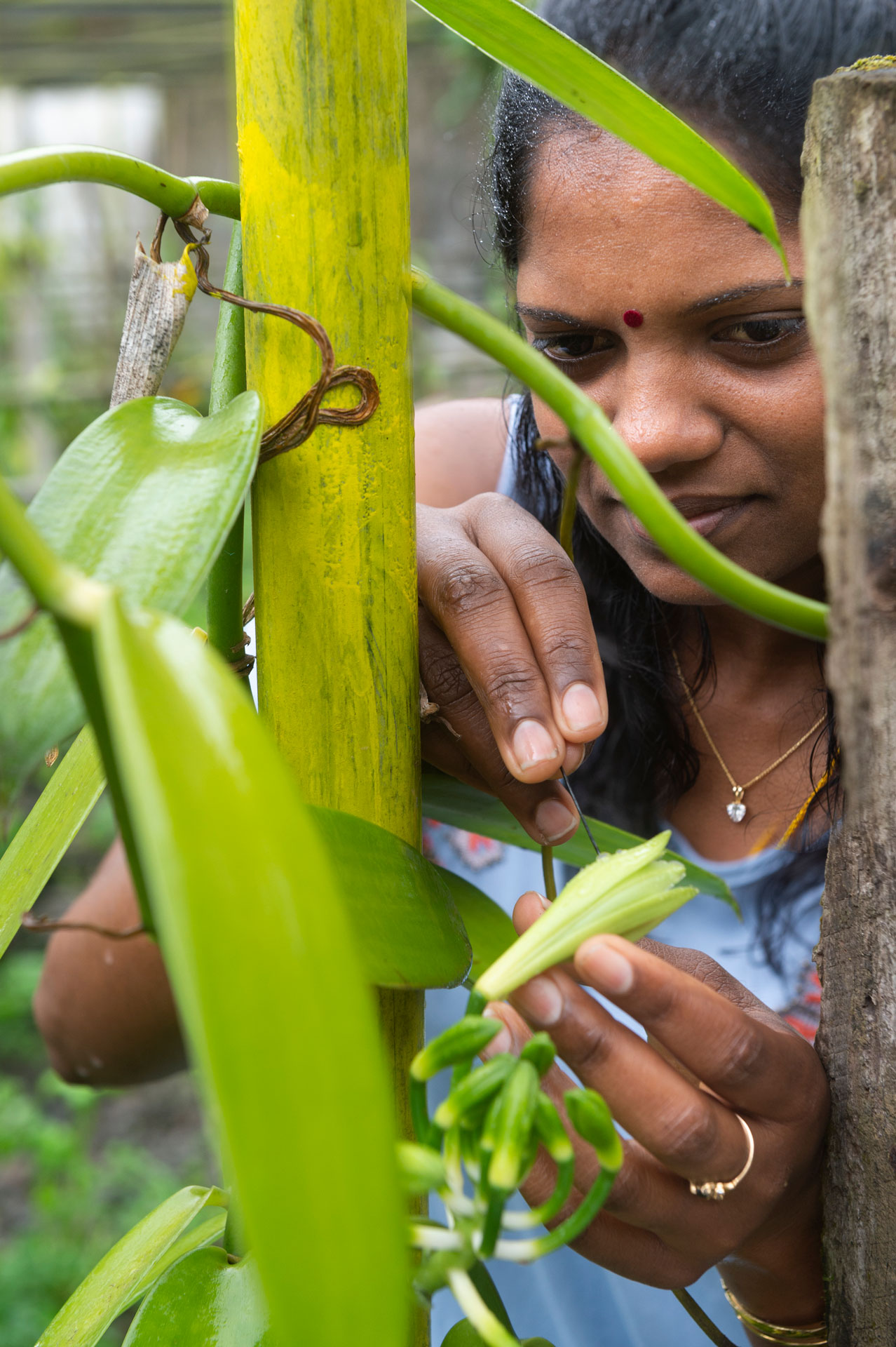 FARMING WITH SELVA